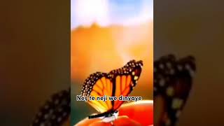 Ji Stranan Di̇yar Dersi̇m Helbestek Ser Dılo Dibeje Ürtçeyzekamüzik