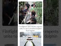 firefighters and marine experts unite to save stranded dolphin #shorts #memes #unitedstates