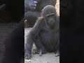 Angela ✨✨#animals #gorilla #ゴリラ