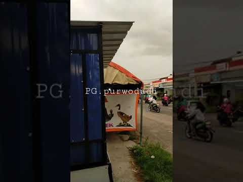 timbangan tebu di