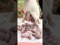 なぜ子ウサギに粉をかけるの？
