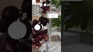 Anggur Berbuah Cantik Di Pot #anggurberbuah #tabulampotanggur #grapevines