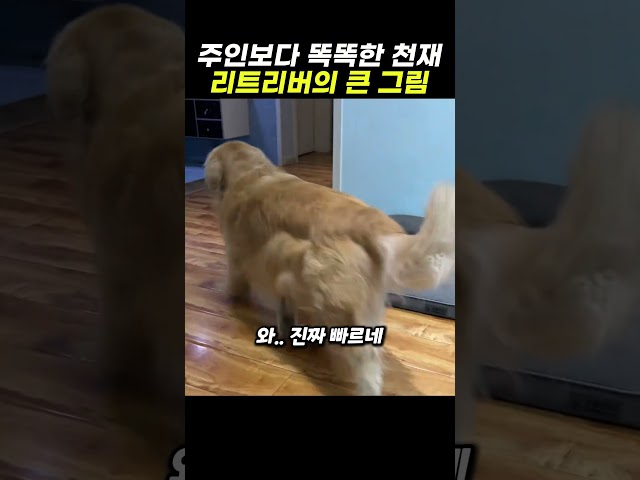 리트리버 돈 뺏으려다 전재산 털린 주인의 최후 ㅋㅋㅋ
