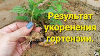 Результат укоренения гортензий.Самый простой способ.