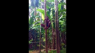 Man climbs palm tree in seconds!!  #climbing #shorts #treeclimber #youtubeshorts #shortsvideo