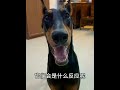 What reaction will a dog have if you put a finger in front of it? Guys, go and try it. #Doberman #G