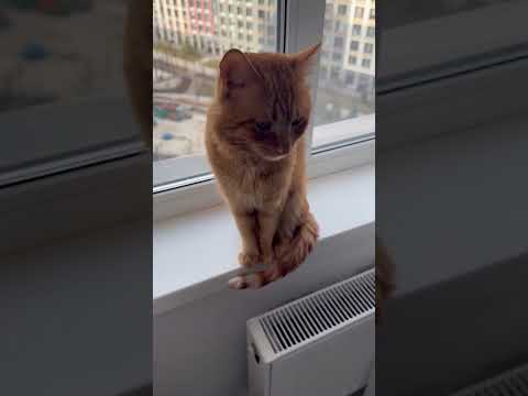 Simba Is Back In Action 