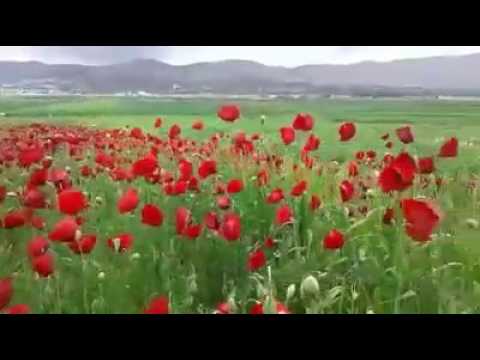 راجع عبلادي