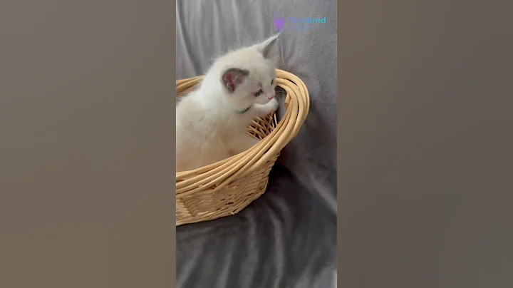 Watch the video about Meet Sophie