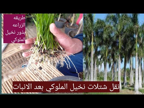 نجاح انبات بذور النخيل الملوكي معلومات من داخل المشتل