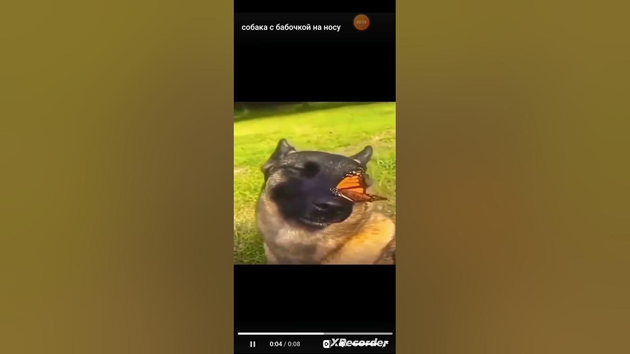 мем собачка с бабочкой на носу - YouTube