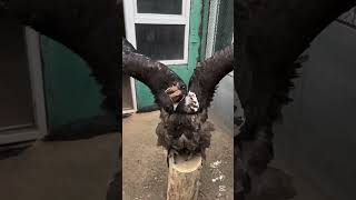 Eagle  #eagles #eaglegaming #elangeagle