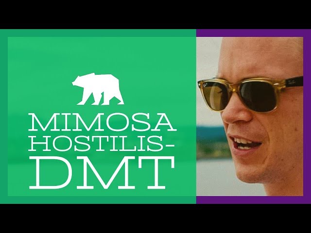 Mimosa Hostilis & the NATURAL DMT Experience