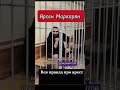 Вся правда про арест Арсена Маркаряна #tread #арсенмаркарян #арест #свободумаркаряну