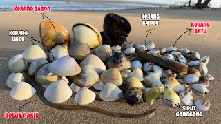 SISI LAIN PANTAI TANJUNG BAYUR‼️Semua Penghuninya Bermunculan