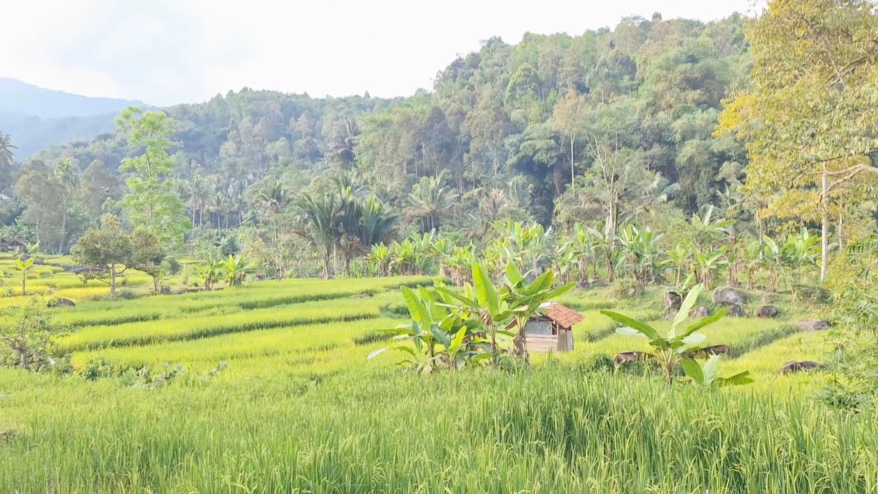 Jual Sawah murah air melimpah Luas 2000 m² Harga 55 jta saja, Cek wa 085795369002