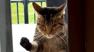 This Pet and Animal Compilation Will Make Your Day 100x Better!