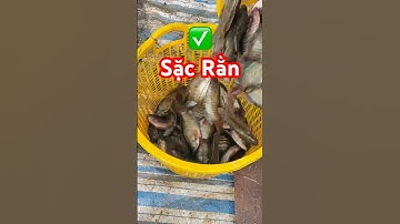 ✅ Miền Tây TV xem thu hoạch Cá Sặc Rằn ở Cà Mau giá 5X #harvestingfish #thuhoachthuysan #thuysantv