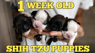 1 WEEK OLD SHIH TZU PUPPIES by HERO MANALO 3,837 views 2 years ago 5 minutes, 13 seconds