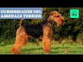 CURIOSIDADES DEL AIREDALE TERRIER の動画、YouTube動画。