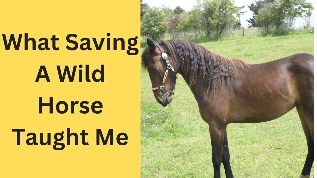 The Inspiring Rescue of One Wild Horse - YouTube