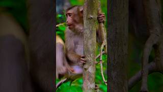 Adorable Monkey Bravo