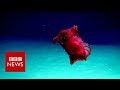 New video by BBC News on YouTube