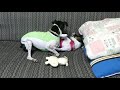 P1120458グリグリ 日本テリア(Japanese Terrier,Nihon Terrier) の動画、YouTube動画。