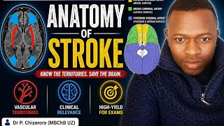 Stroke High-Yield (3/7): Must-Know Anatomy