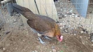 Gallina Hatch/ Radio.
