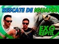 Exo Reptil - Rescate de Iguana (con Geochelone Carbonaria)