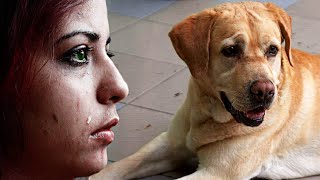 Golden Labrador Disappears Leaving A Mystery Behind That Solved After Year Through A Phone Call