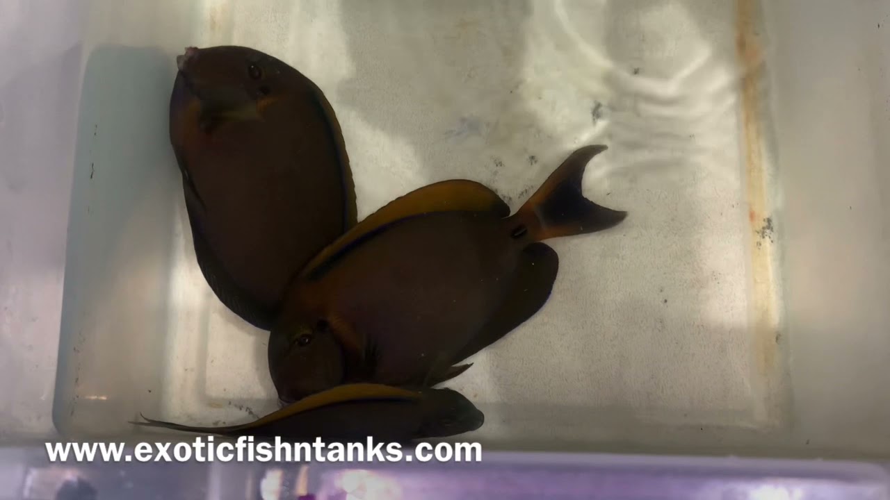 “GORGEOUS” Bariene Tangs!
