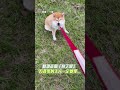 家庭與寵物