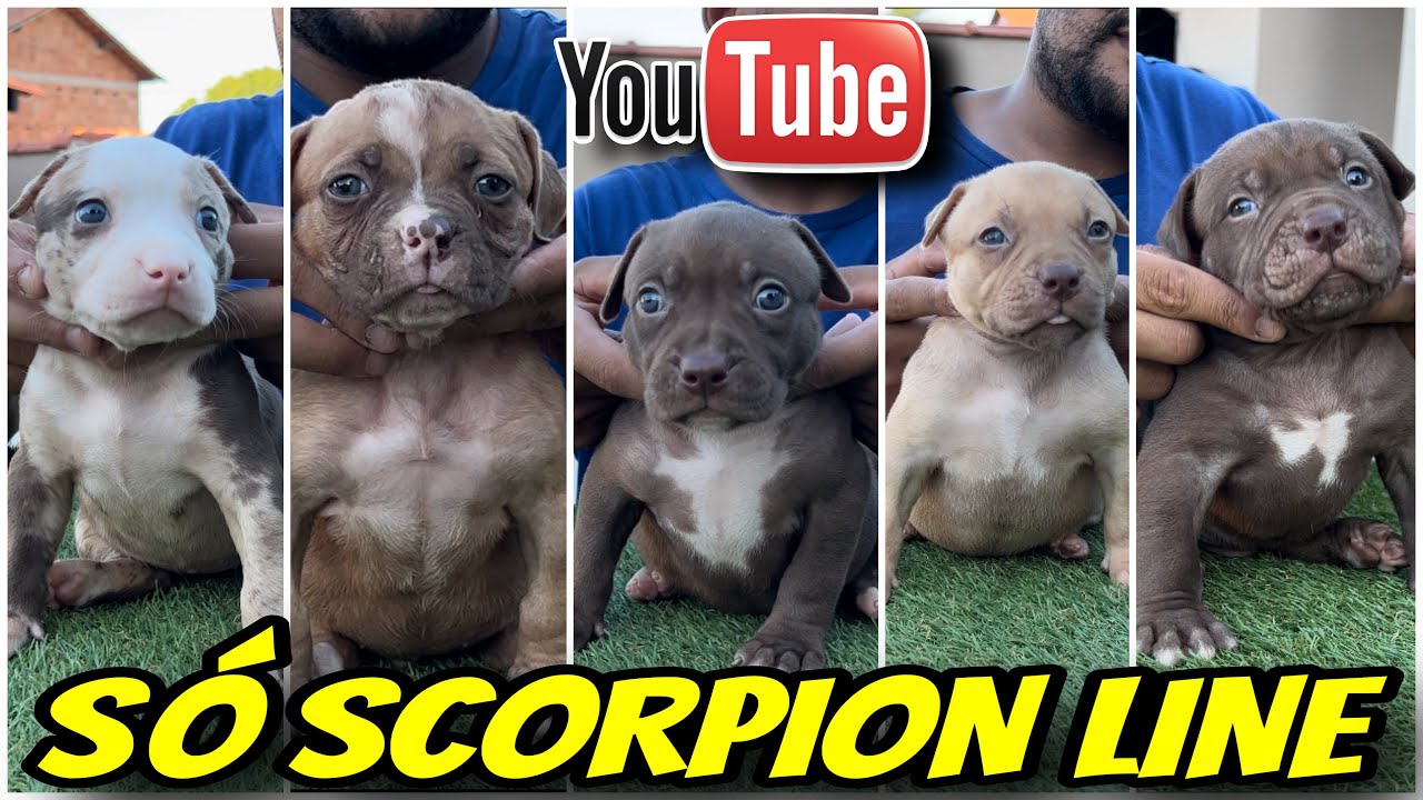 ❤️‍🔥 VÁRIOS FILHOTES DO PIT MONSTER N° 1 DO BRASIL!