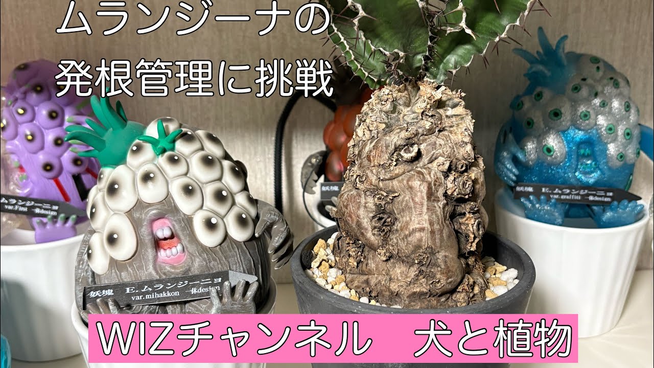 A beginner plant enthusiast tries rooting and maintaining