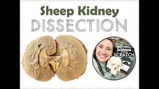 Sheep Kidney Dissection - Science from Scratch