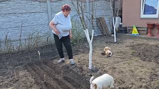 Все Работают На Огороде! Будут Заморозки! Ждем Мурчика