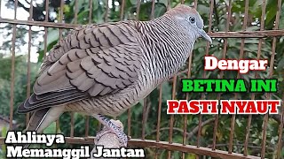 Perkutut Betina Memanggil Jantan Suara Mengundang Bunyi Pasti Nyaut Manggung