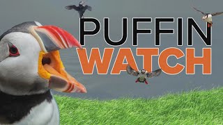 Puffin Watch: A villain emerges after repeated attacks on nesting pair