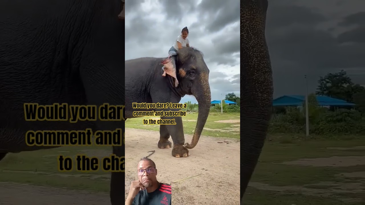 What that elephant did was incredible!! 