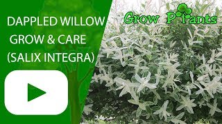 Dappled willow - grow and care (Salix integra) Net Worth