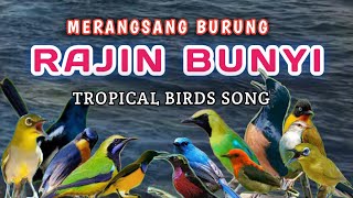 TERAPI BURUNG MACET BUNYI,TERAPI BURUNG PAGI \u0026 MALAM HARI,Morning vibes Indonesia,Tropical birdssong
