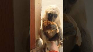 🙏🏻🐒🚩So Ceut Baby monkey video ##Hanuman ji #shorts #viral #shortsfeed