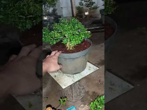 Bonsai simbur super mikro vietnam