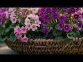 Why Your Cineraria Deserves Better Care Than You Think