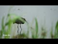 Birds of Wilderness (Part 2) | SANParks Rondevlei Bird Hide | South Africa | January 2026