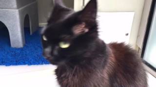 Beautiful, friendly, black cat with sikly-soft fur. by cats uk 230 views 7 years ago 31 seconds