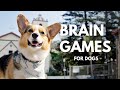 Simple Mental Stimulation Exercises For Dogs