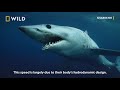 Sharks 101 Sharkfest On National Geographic Wild